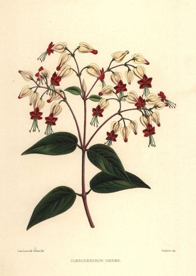 Blutendes Ruhmeskraut oder Schönheitsbusch, Clerodendrum thomsoniae von Unknown